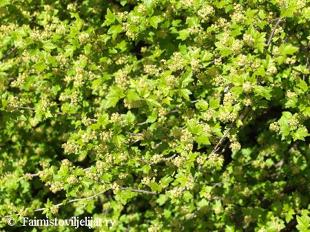 Ribes alpinum